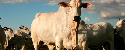 Capa Matéria exportação de genética bovina para o Togo