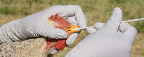 Capa Matéria gripe aviária na África