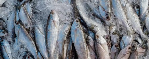 Capa Matéria importações de pescado Vietnã