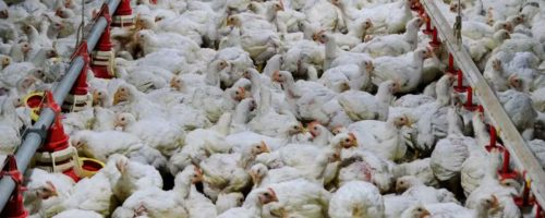 Capa Matéria influenza aviária em granja comercial