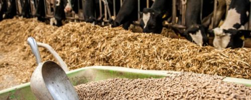 Capa Matéria insumos na nutrição animal