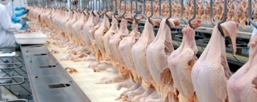 Capa Matéria mercado brasileiro de carne de frango  (1)