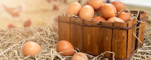 Capa Matéria ovos cage-free