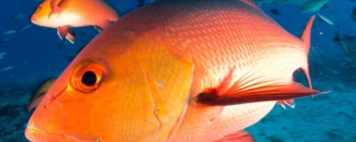Capa Matéria pargo (Lutjanus purpureus)