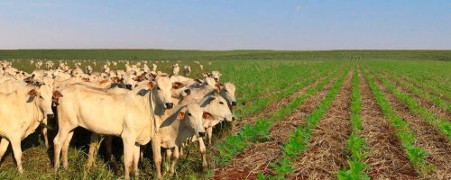 Capa Matéria plantas daninhas em sistemas de Integração Lavoura-Pecuária