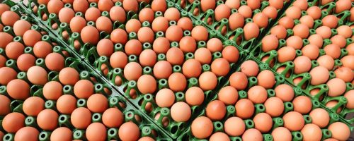 Capa Matéria produção de ovos no Brasil