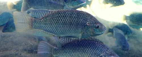 Capa Matéria queda das temperaturas peixes