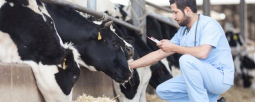 Capa Matéria saúde animal produção de alimentos seguros