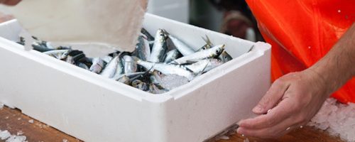 Capa Matéria transporte de peixes