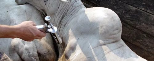 Capa Matéria vacina contra clostridioses