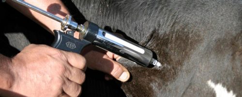 Capa Matéria vacinas contra clostridioses