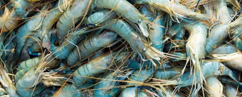 Carcinicultura