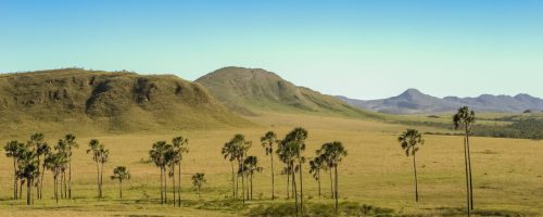 Cerrado