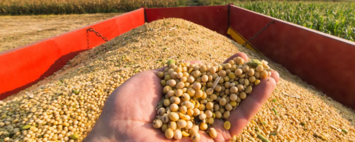 Safra recorde nos EUA pressiona o milho, enquanto cortes do USDA e forte demanda chinesa sustentam a soja.