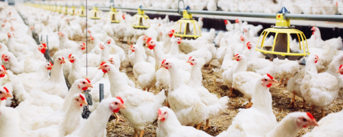 Asgav lança 4ª edição de campanha no RS para incentivar o consumo de carne de frango e valorizar produtores locais.