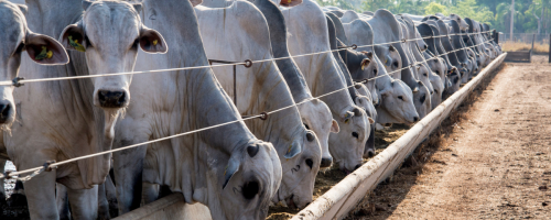 Doença Respiratória Bovina compromete desempenho dos rebanhos e exige diagnóstico precoce e tratamento eficaz para reduzir perdas.