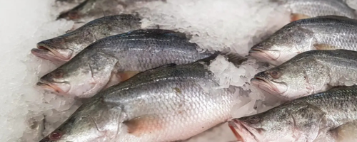 Durante a Aqua Nor 2025, ministro André de Paula destacou comércio, sustentabilidade e políticas públicas para o setor aquícola. Além do combate contra a pesca ilegal.