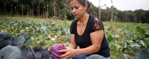 O BNDES lançou a iniciativa Bioinsumos, com R\$ 60 milhões para cooperativas da agricultura familiar investirem em produção e multiplicação de bioprodutos. O programa fortalece a autonomia no acesso a bioinsumos e impulsiona a oferta de alimentos em bases sustentáveis.