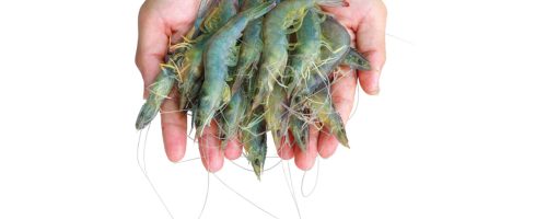 Foto - Guabi participa da Fenacam com visão no crescimento do mercado de camarões e peixes 2