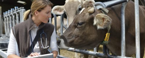 Veterinarian checking on herd's health in barn
