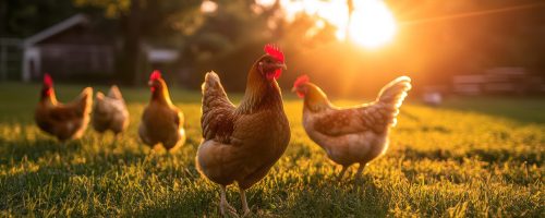 Chickens in the Golden Hour