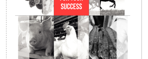 Lallemand-Animal-Nutrition-DS-Feed-2014-Lallemand-Animal-Nutrition