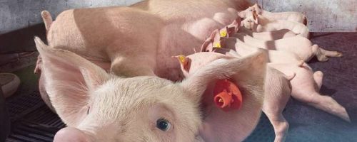 Nedap_Farrowing_Feeding_with_Activator1