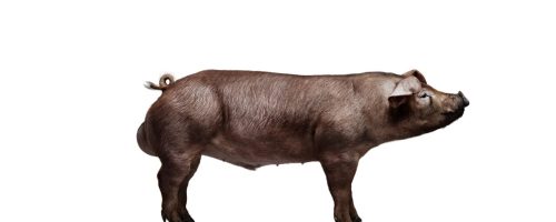 NorsvinDuroc