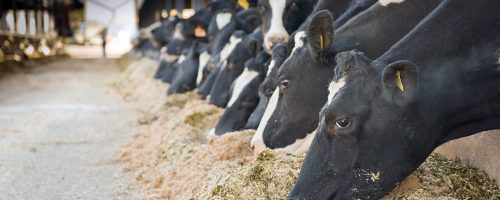 PHIBRO-SAUDE-ANIMAL-Pecuaria-responsável-aditivo-melhora-a-saude-do-rumen-de-vacas-leiteiras-permitindo-maior-eficiencia-na-producao-e-menor-perda-de-energia