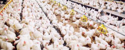 PRODUÇÃO ANIMAL