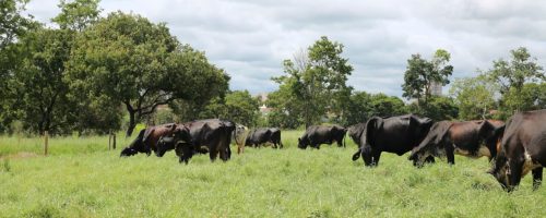 Rebanho Girolando na fazenda modelo da FAZU
