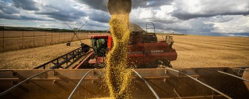 Safra recorde nos EUA pressiona o milho, enquanto cortes do USDA e forte demanda chinesa sustentam a soja.