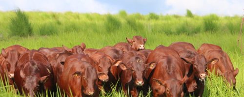 Santa Gertrudis_3