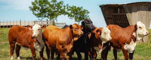 Show_Rural_0801