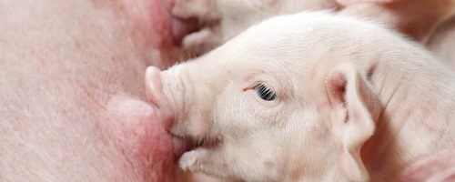 The piglets are suckling sows