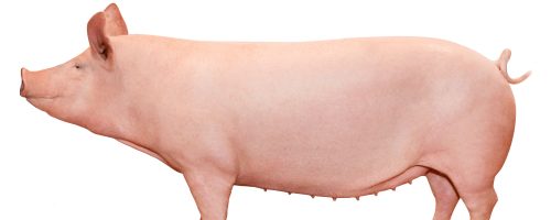 TN70-Topigs-Norsvin