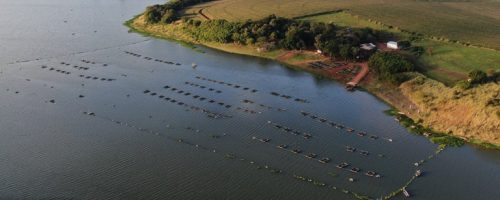 Tanques rede montados no reservatório da hidrelétrica de Capivara (Foto: divulgação)