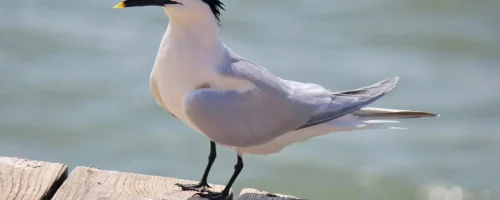 Trinta