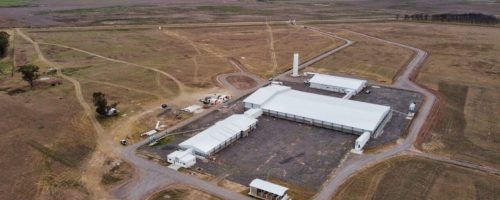 UDG Agroceres PIC_Argentina_Planta Ameghino