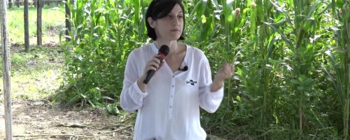 Roberta Carnevalli - Embrapa