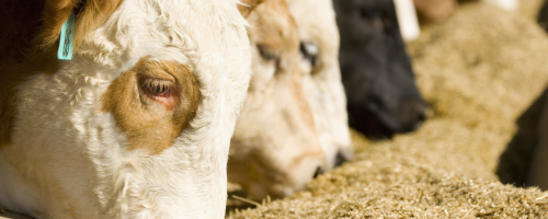 alimentação bovina