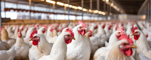 Avicultura brasileira celebra seu dia com recordes de produção e exportação, mantendo confiança internacional em sanidade e segurança alimentar.