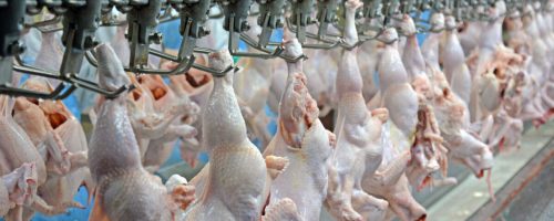 avicultura frango exportacao