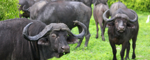 bufalo