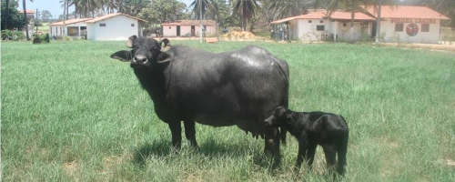 bufalo