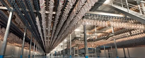 campylobacter
