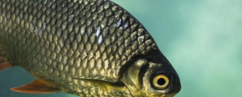 carp-2