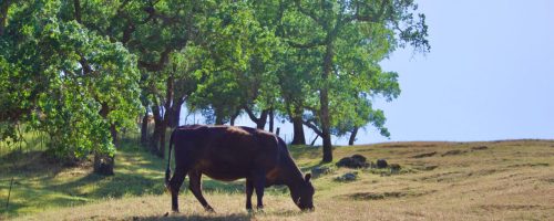 Cattle on the hill, grazing in Northern California