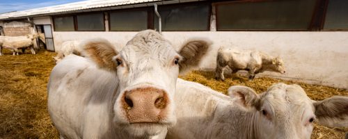 Charolais beef cattle