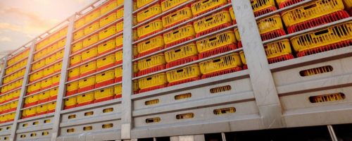 Chicken transport by truck from livestock farm to food factory. Poultry industry. Avian influenza
